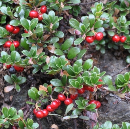 Arctostaphylos uva-ursi / Uva ursina